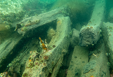 Wooden frames scattered across the silty bottom of the harbour, seen underwater.