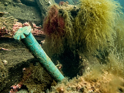 The rounded head of a copper treenail with its washer, protruding from a
                    timber on the wreck.