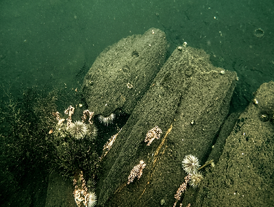 The cut ends of the floor timbers projecting from the sand at the centre of the
                    wreck.